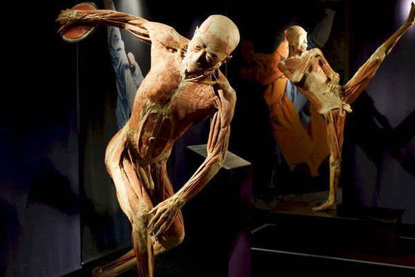 BODY WORLDS Il Ritmo Dell Web Lombardia